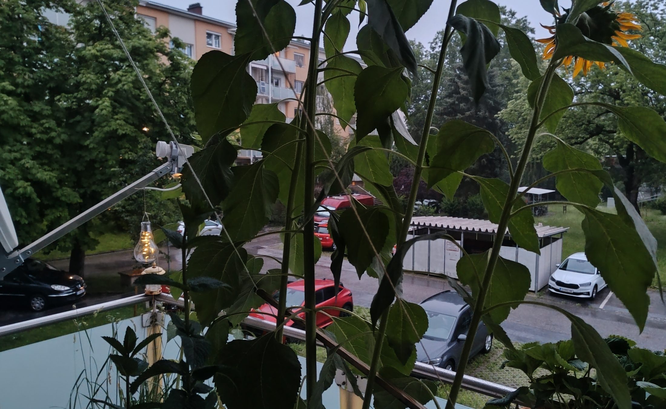 Regen